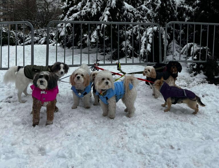 Adapting Dog Walks for Manhattan’s Seasons: A Guide