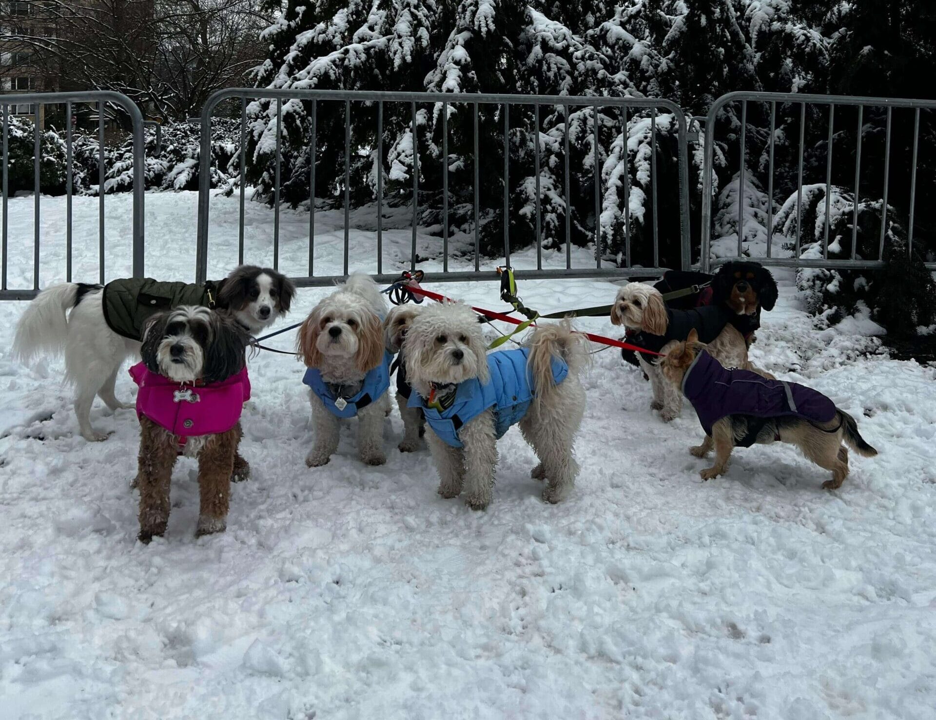 Adapting Dog Walks for Manhattan’s Seasons: A Guide