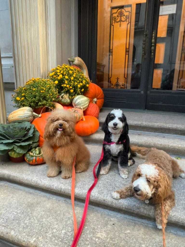 Essential Gear for Dog Walks in NYC: What to Pack