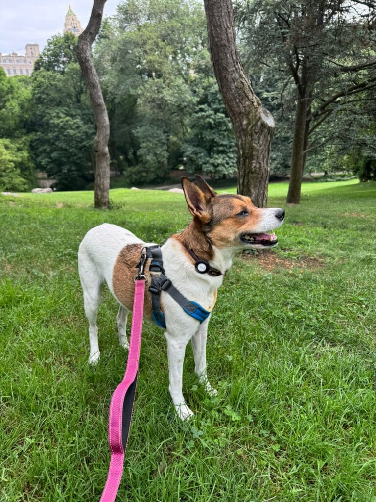 How Often Should Your Dog Be Walked in Manhattan?
