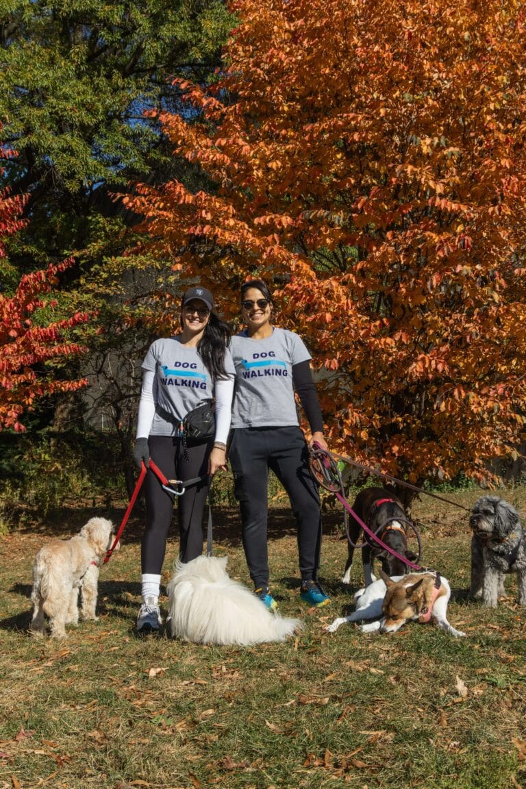 Private vs. Group Dog Walks: Which is Right for Your NYC Pup?
