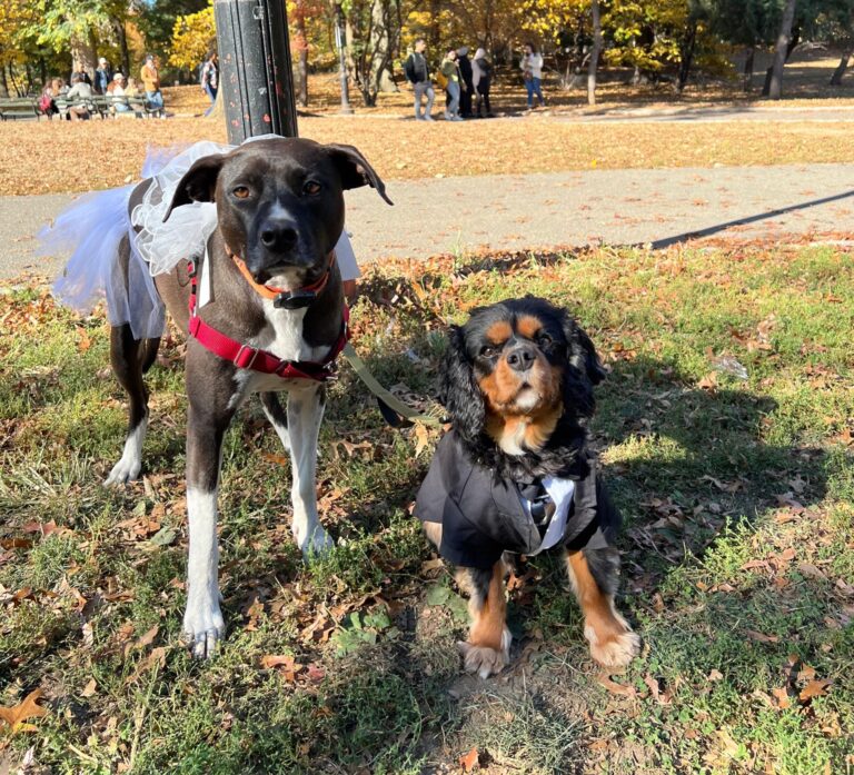 Staying Safe: Dog Walking Tips for Busy NYC Streets