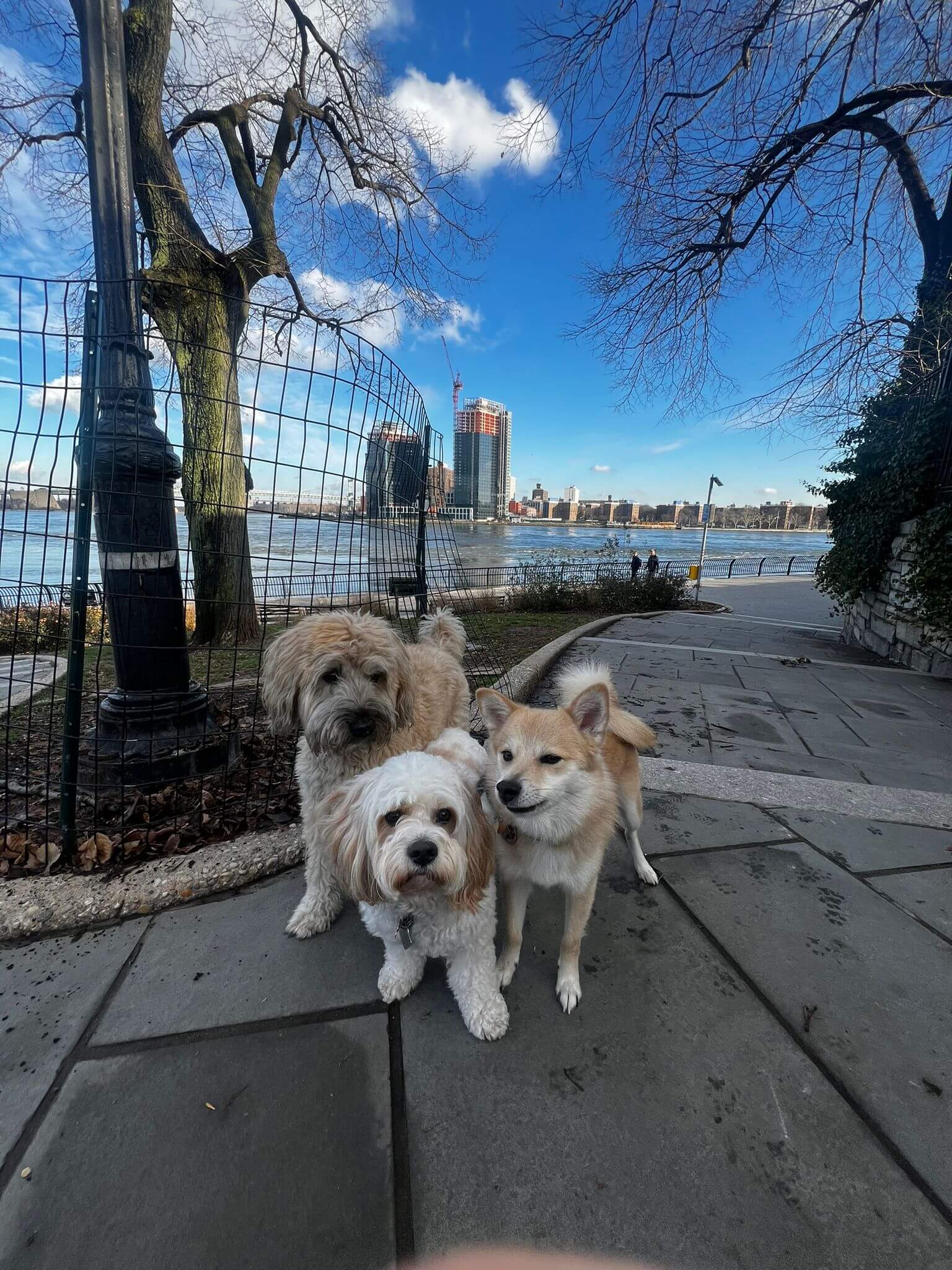 Top Dog Walking Routes in Manhattan’s Upper East Side