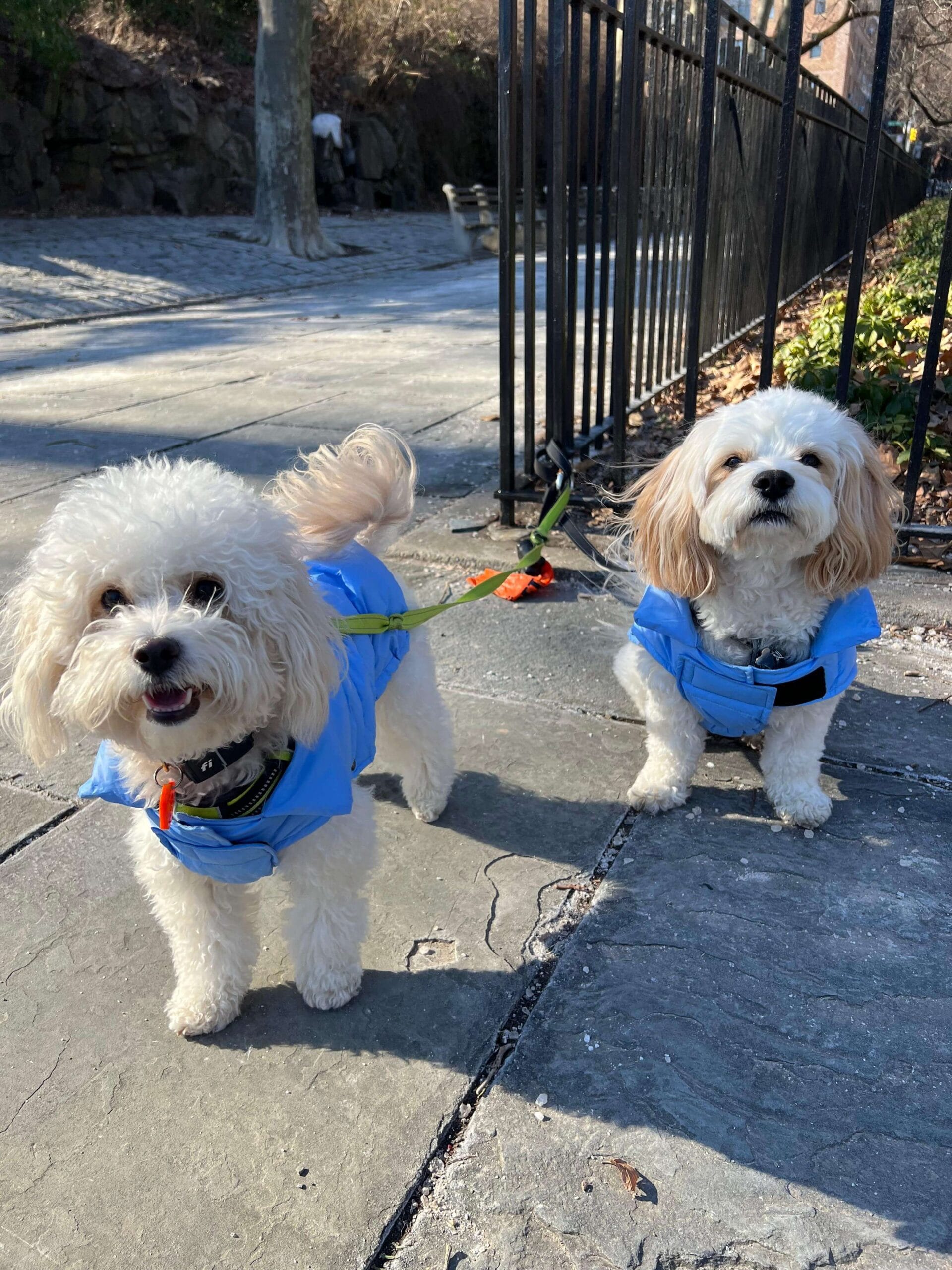 The Health Benefits of Regular Dog Walking in Manhattan NYC