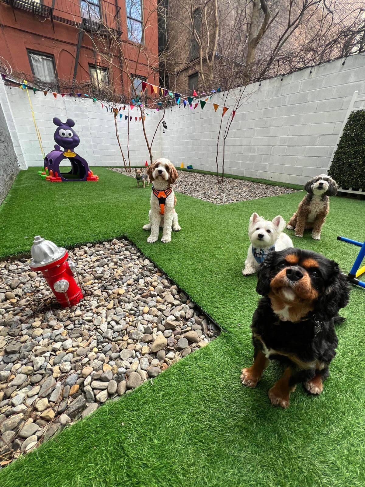 What to Expect from a Premier Dog Daycare in Manhattan
