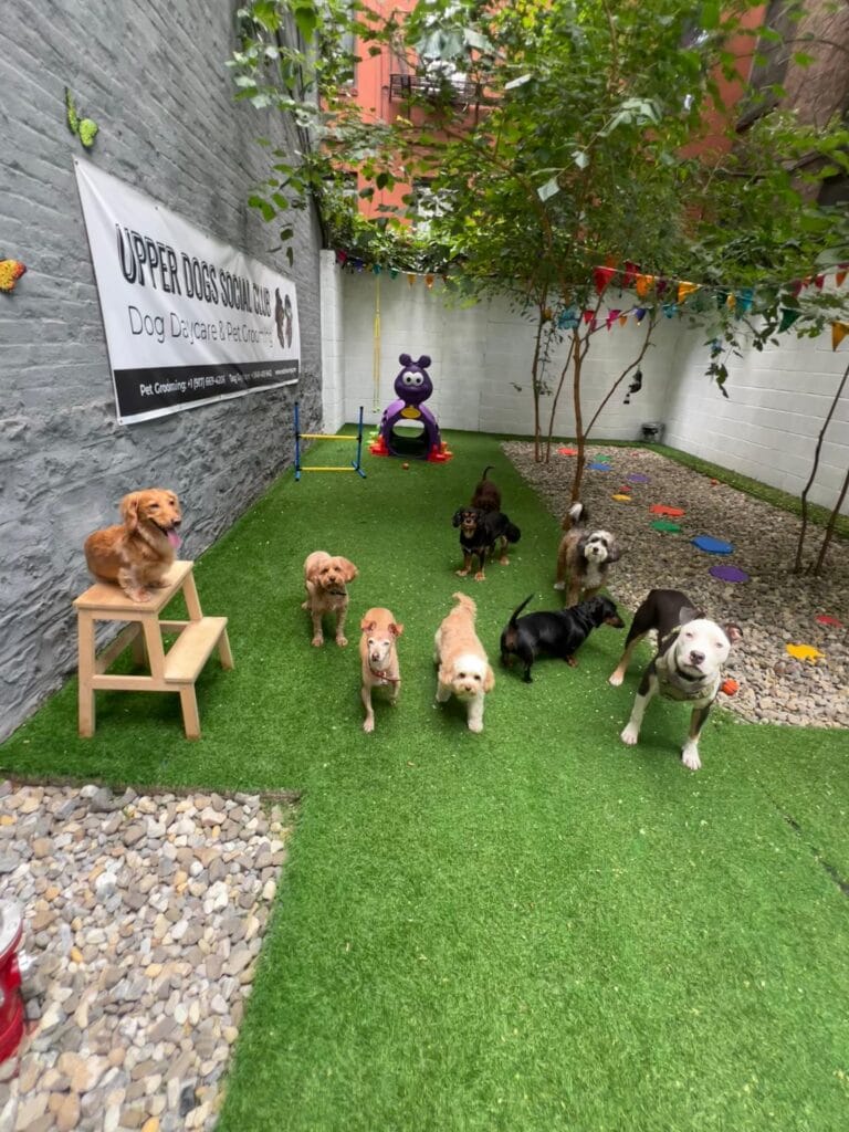 Boosting Social Skills: How Dog Daycare Benefits Your NYC Pup