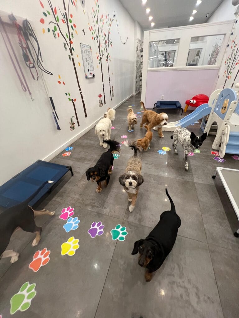 Prioritizing Safety: Dog Daycare Protocols in Urban Environments