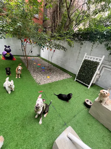 Dog Daycare Solutions for Busy NYC Professionals A Lifesaver
