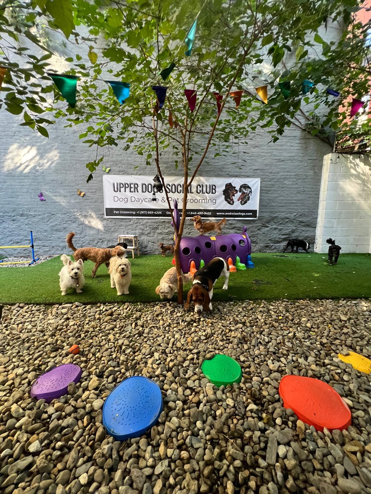 How Often Should Your Dog Attend Daycare in Manhattan NYC?