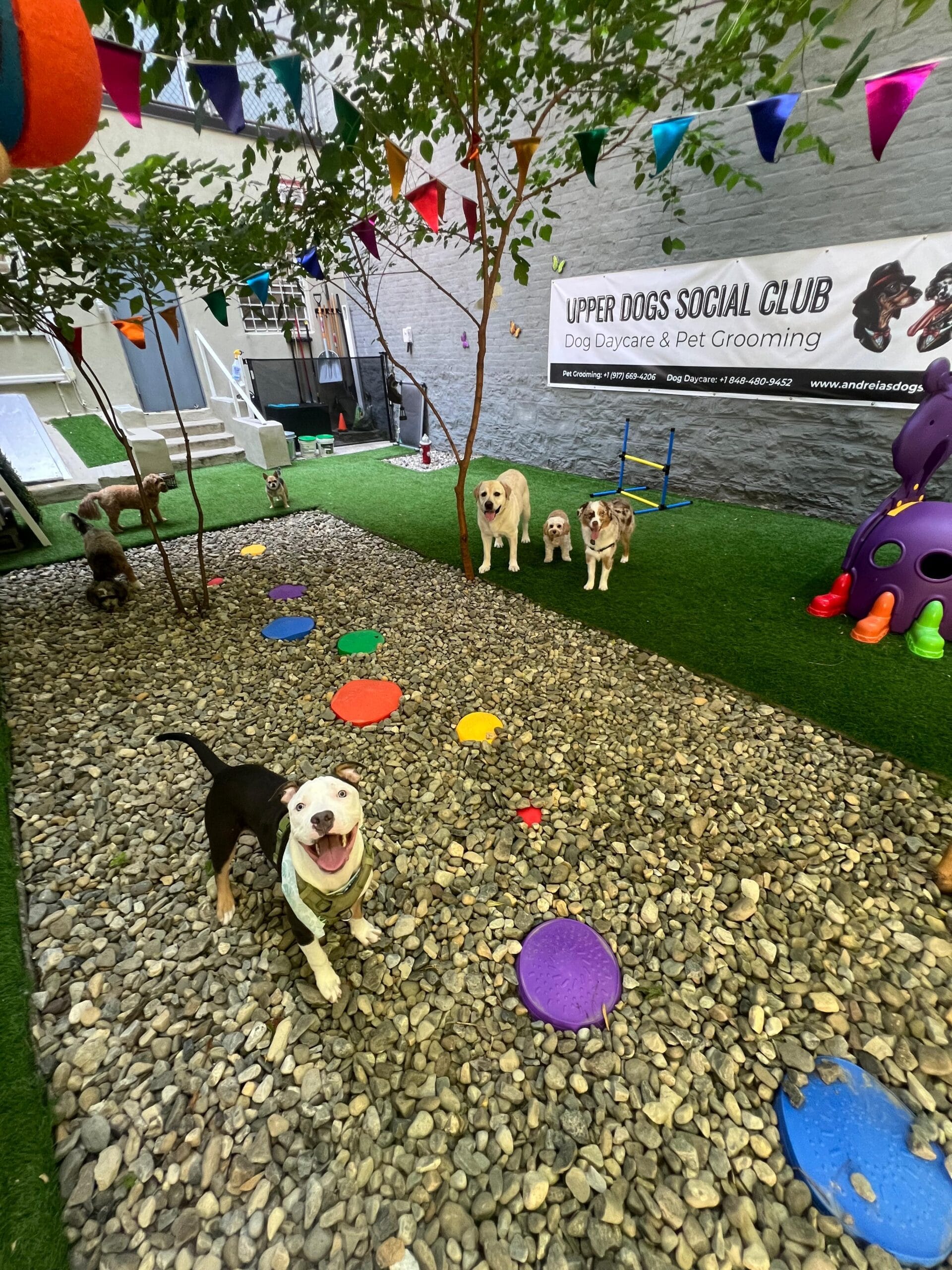 How to Choose the Best Dog Daycare in Manhattan: A Checklist