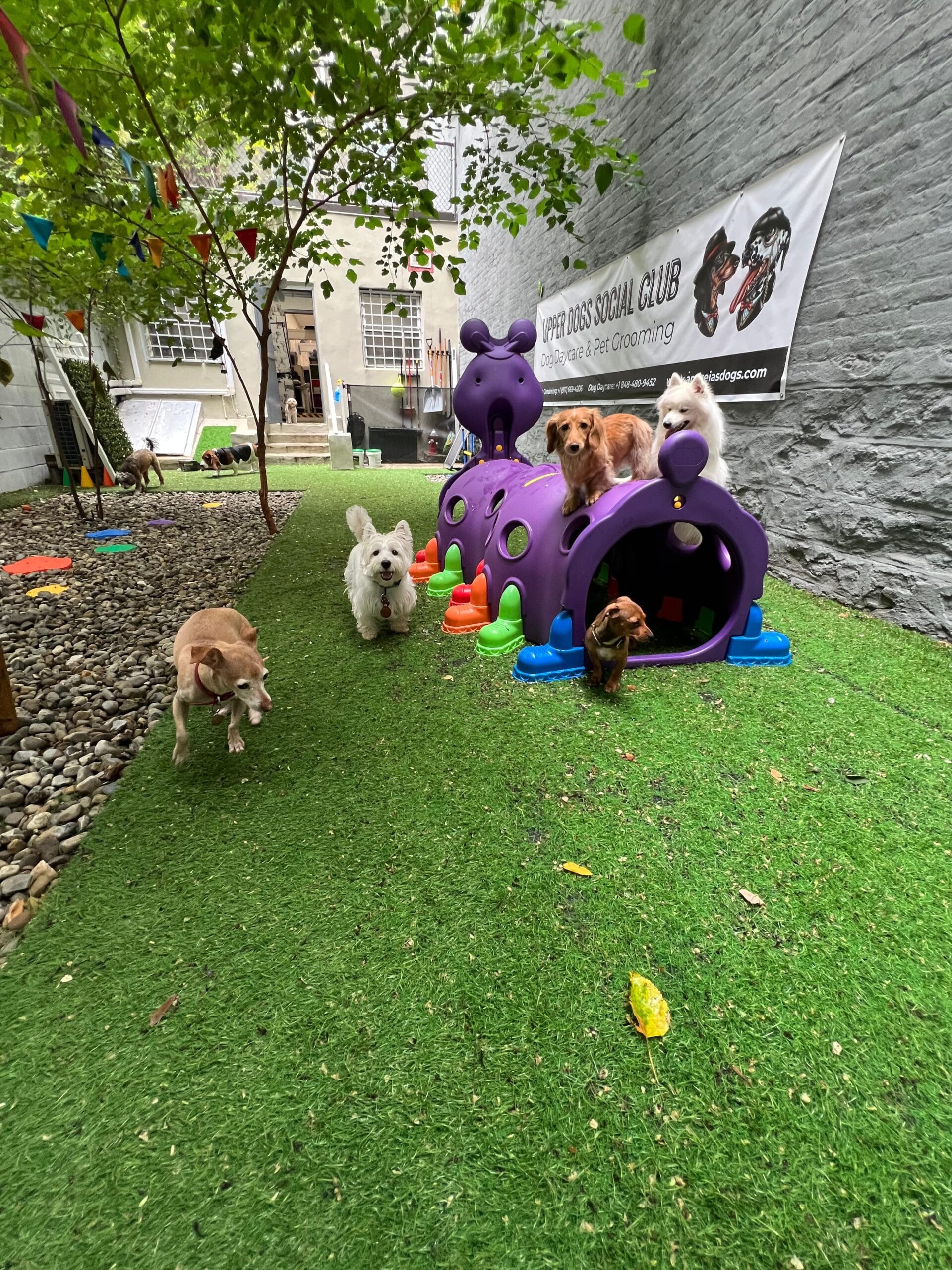 Preparing Your Dog for Their First Day at Manhattan Daycare