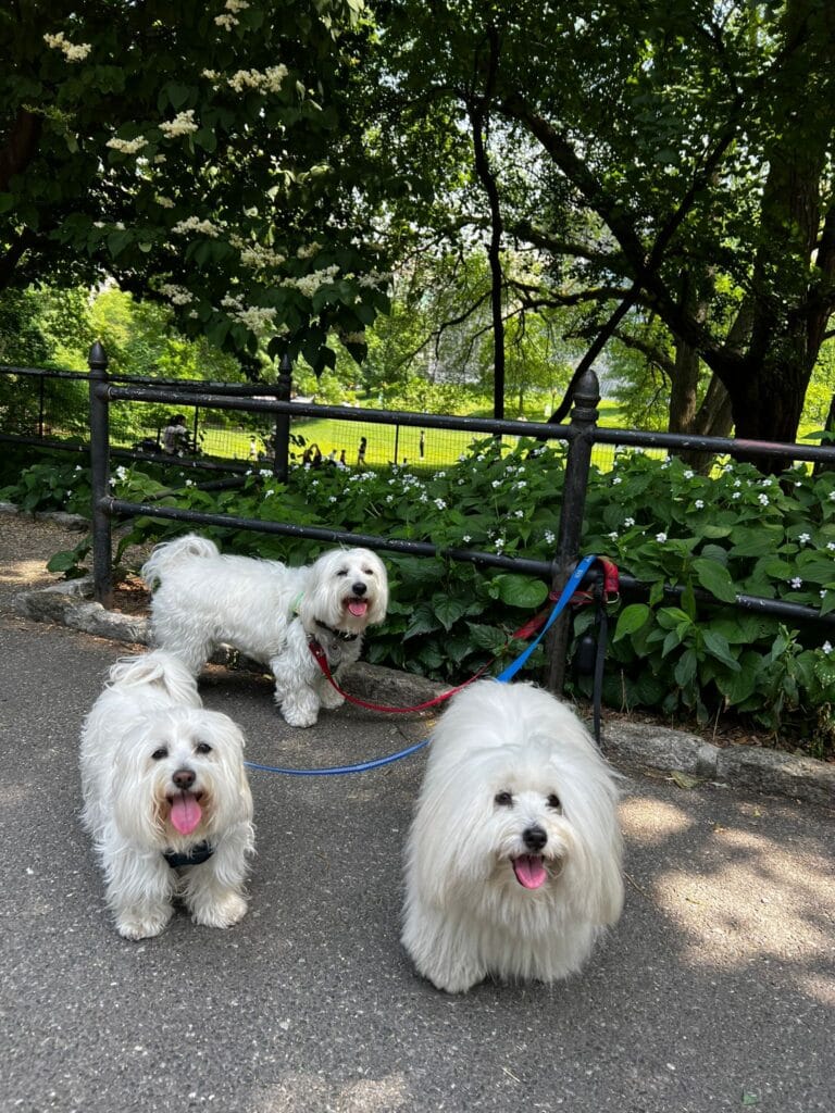 Best Time of Day for Dog Walking in the Upper East Side