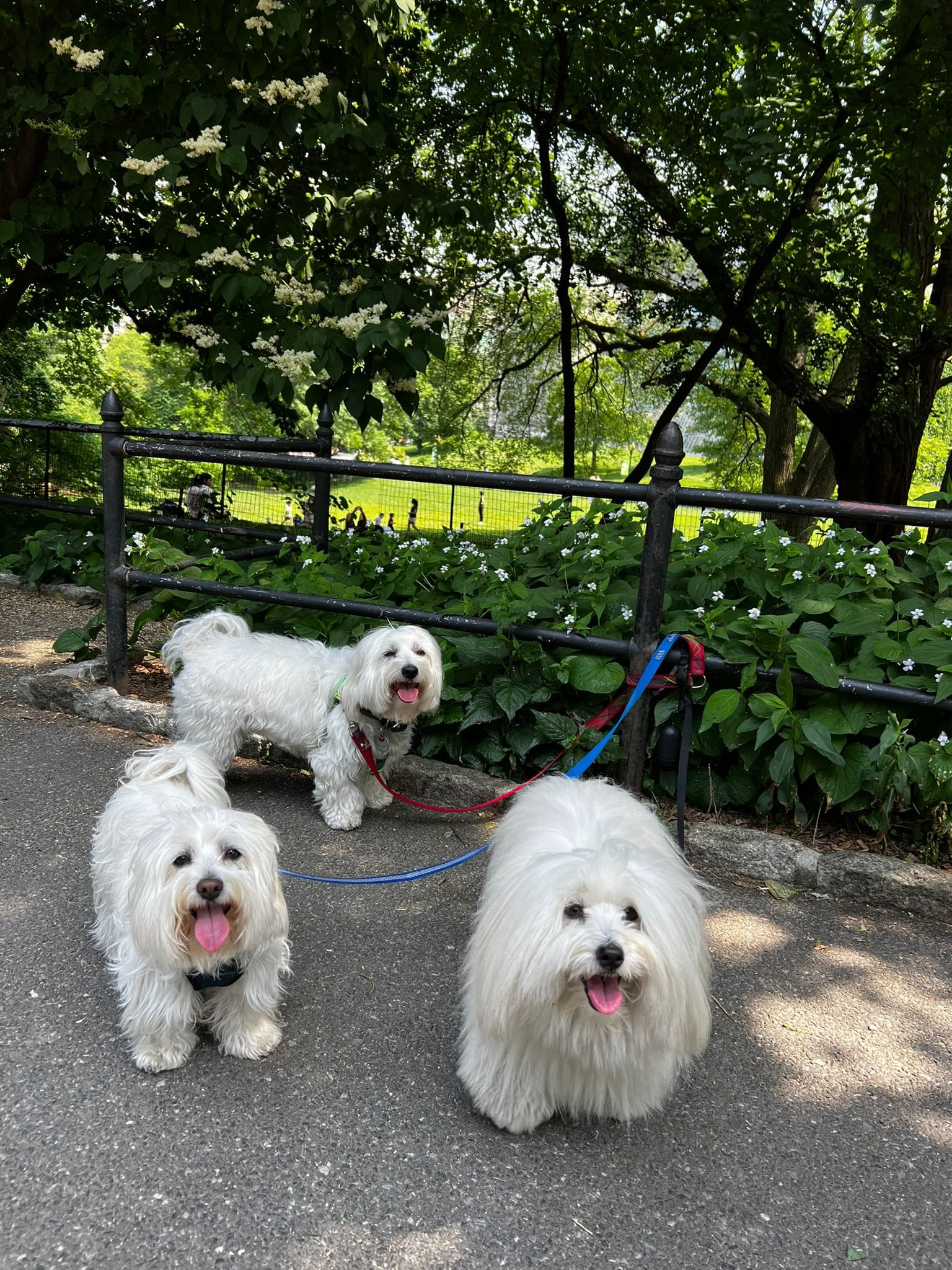 Best Time of Day for Dog Walking in the Upper East Side