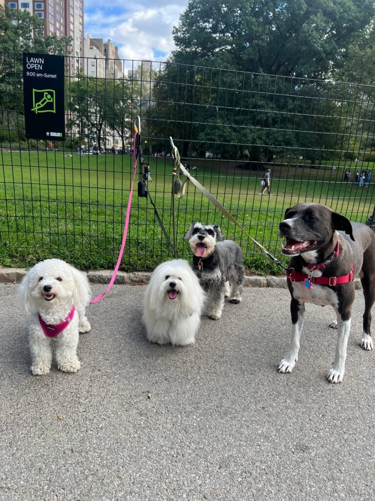 Dog Walking Leash Laws in NYC’s Upper East Side