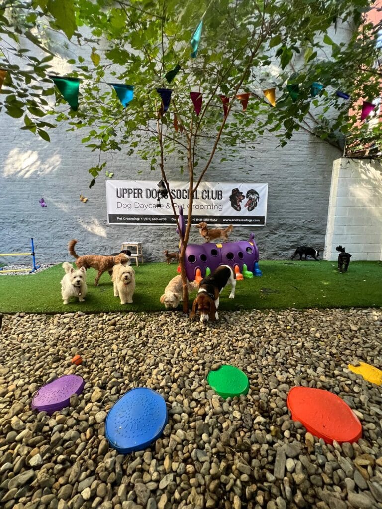 Reducing Separation Anxiety: The Role of Dog Daycare in Manhattan