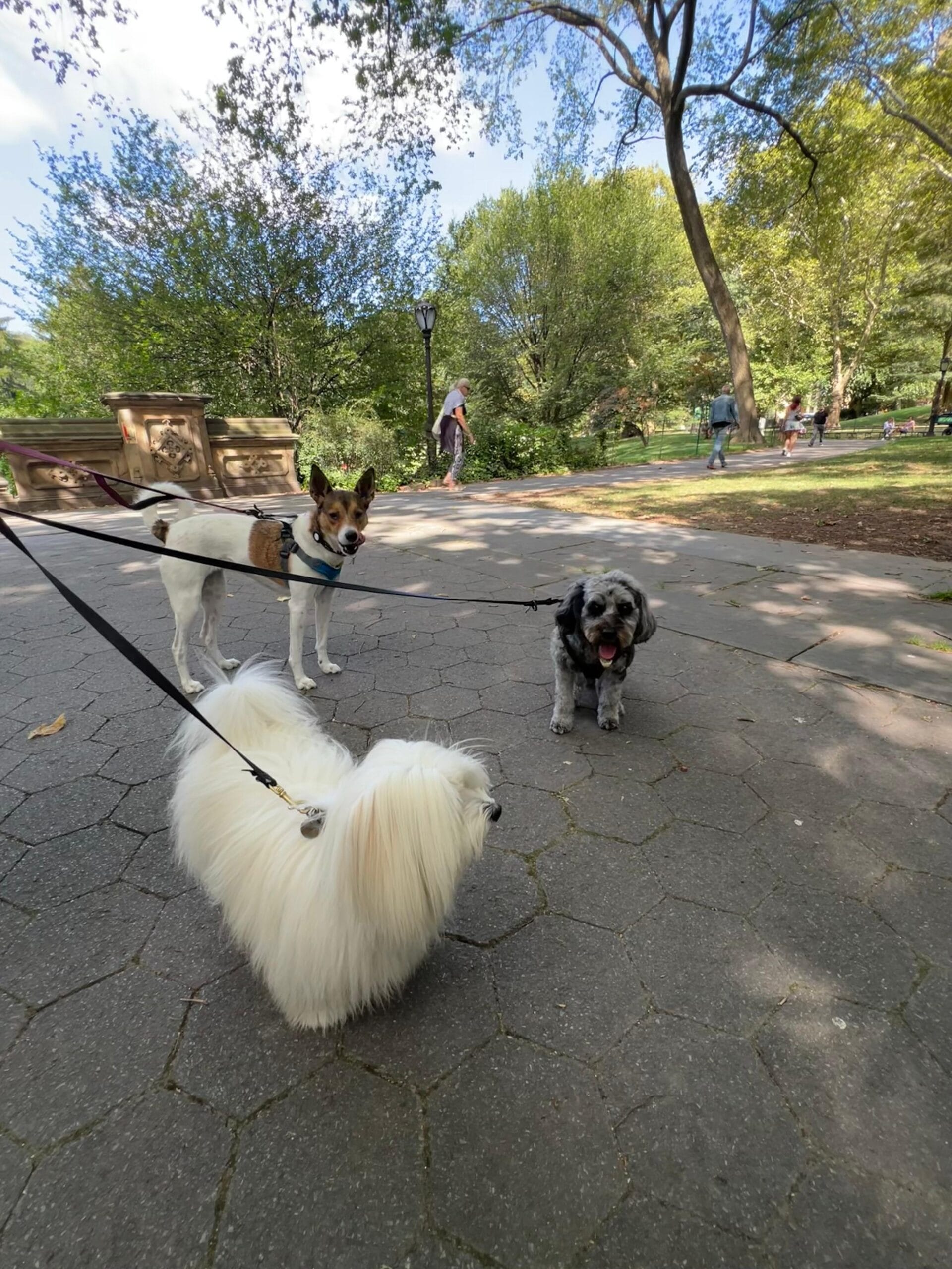 The Ultimate Guide to Dog Walking Etiquette in the Upper East Side