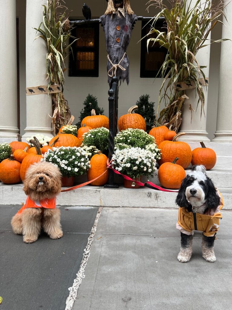 Why the Upper East Side is One of the Best Neighborhoods for Dog Walking in NYC