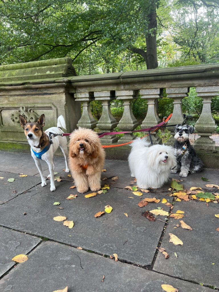 A Local’s Guide to Dog Walking Near Central Park’s East Side Entrances