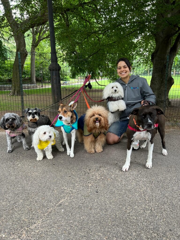 Choosing the Right Leash and Harness for Dog Walking in the Upper East Side