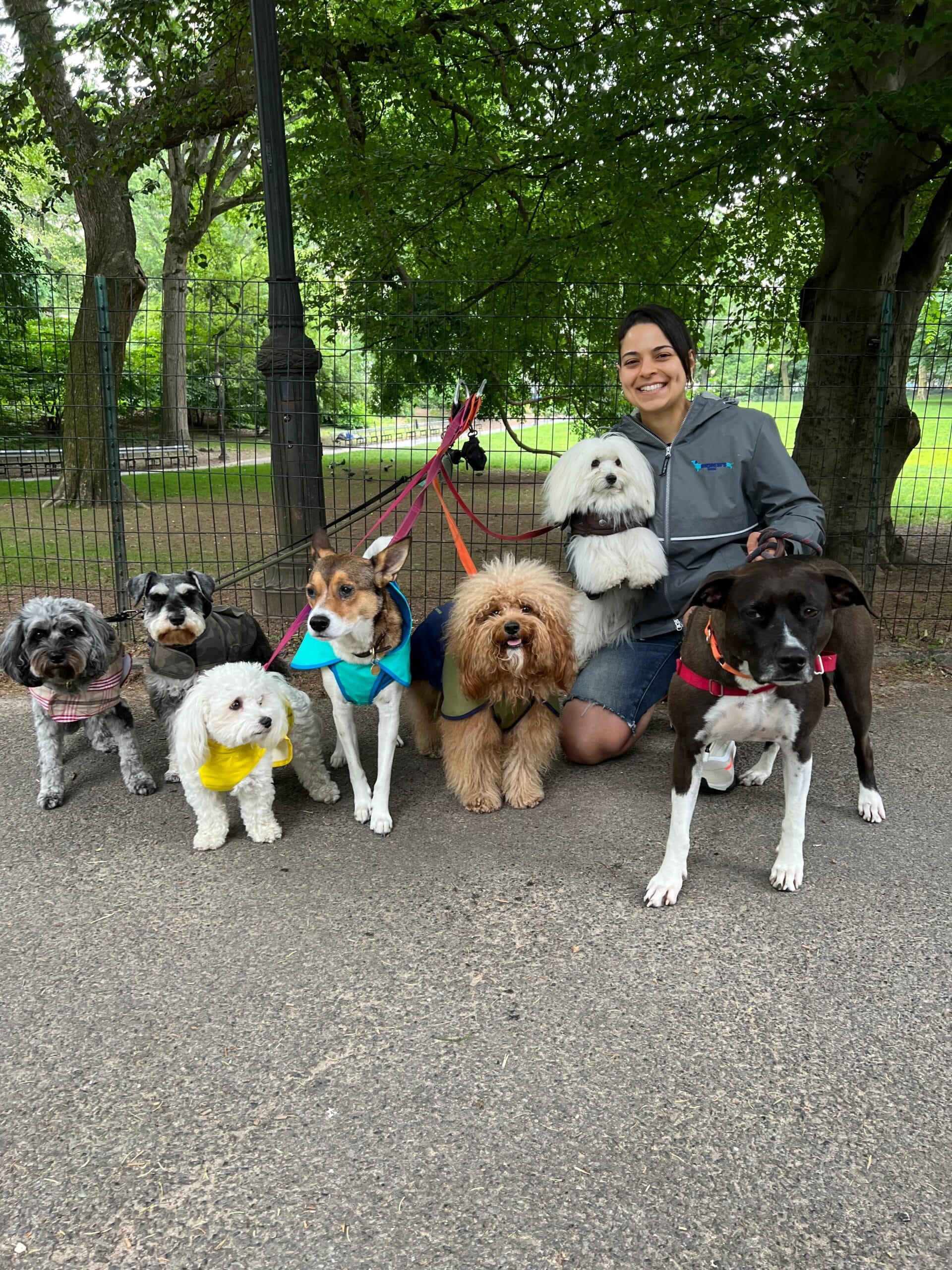 Choosing the Right Leash and Harness for Dog Walking in the Upper East Side