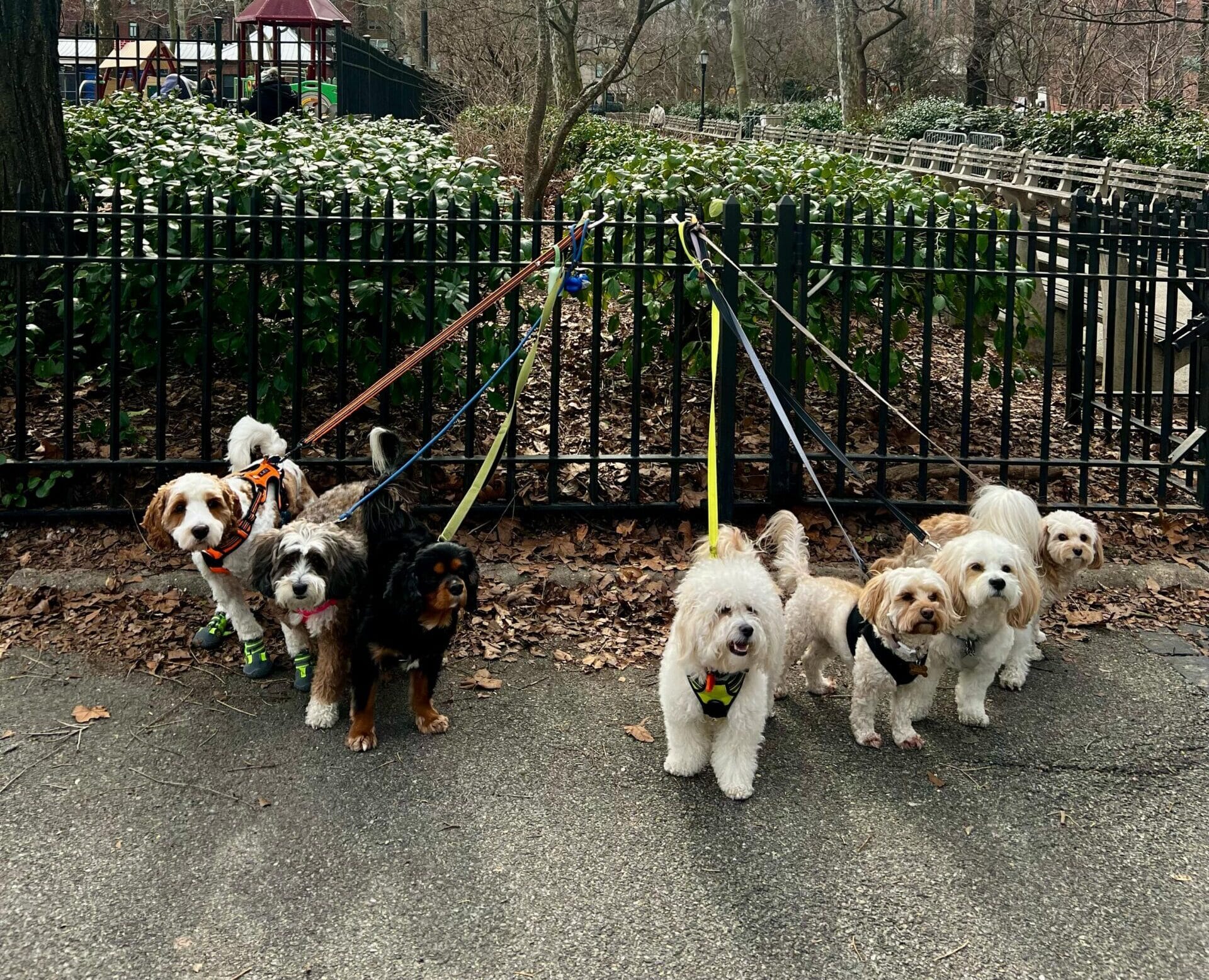 How-Weather-Impacts-Dog-Walking-Routines-in-the-Upper-East-Side-NYC