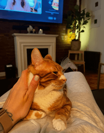 Cat Sitting in the Upper East Side: What to Know Before Booking